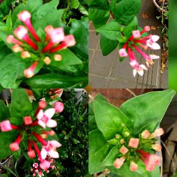 ブバルディアの花の投稿画像一覧 Greensnap グリーンスナップ