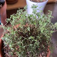 レモンタイムの育て方 日当たり加減や種まきの時期は Greensnap グリーンスナップ レモンタイムの育て方 日当たり加減や種まきの時期は Greensnap グリーンスナップ