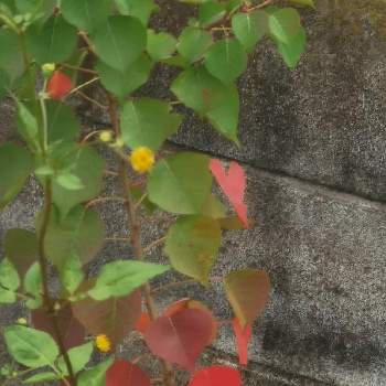 みぃ〜つけたの画像 by リリーさん | お出かけ先と爽やかと花のある暮らしとみぃ〜つけたと美しい葉