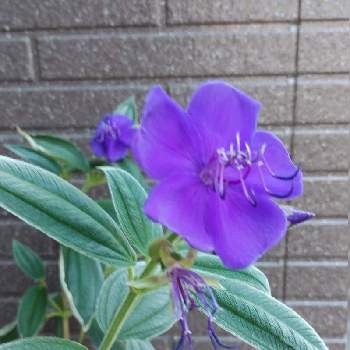 紫紺ノボタンの画像 by とこちゃんさん | 小さな庭と紫紺ノボタンと遊び心と紫のお花♡と大好きな色と癒しとGS映えときれいとおうち園芸と花いろいろと可愛いと花のある暮らしと感激