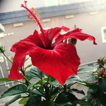 華やかな花の投稿画像一覧 Greensnap グリーンスナップ