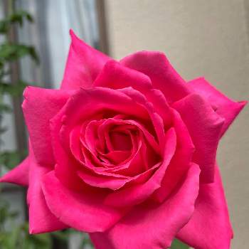 HTハイブリッドティーの画像 by ユーリさん | バルコニー/ベランダと薔薇 マリア・カラスと癒しのばらと鉢バラとHTハイブリッドティーと色鮮やか♪と薔薇に魅せられてと薔薇のある暮らし♡と19日はピンク♡と元気もらえるとピンク大好きとバラ好きとピンクのお花と花に癒される日々とバラに夢中とバラ 四季咲き