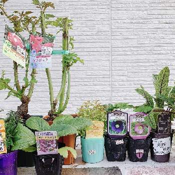 黄金シモツケ の投稿画像一覧 Greensnap グリーンスナップ