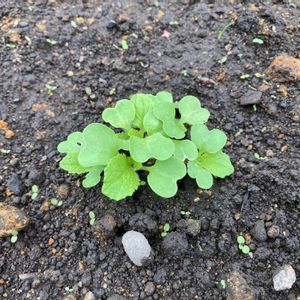 白菜,自家製野菜,冬野菜,おうちde菜園,家庭菜園の画像