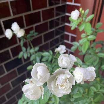 シュネープリンセスの画像 by TAKAさん | 玄関とシュネープリンセスとホワイトマザーズディと花のある暮らしとチーム岐阜とT's薔薇2021