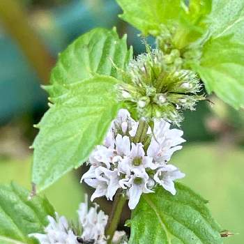 八重葎,白星八重葎,花八重葎,クリバースの画像