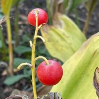 スズラン 鈴蘭 の育て方 球根や開花株の植え方は 植え替え時期はいつ Greensnap グリーンスナップ スズラン 鈴蘭 の育て方 球根や開花株の植え方は 植え替え時期はいつ Greensnap グリーンスナップ