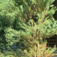 ティーツリーの育て方 苗の植え方や種まきの方法は Greensnap グリーンスナップ ティーツリーの育て方 苗の植え方や種まきの方法は Greensnap グリーンスナップ