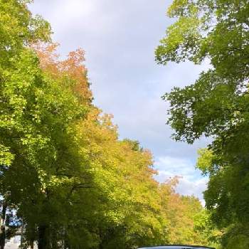サンクチュアリの画像 by miさん | お出かけ先と紅葉寸前の樹々と近所を探索と緑と車と癒しと北摂とご近所の景色と紅葉までもう少しとちょっとドライブとサンクチュアリと森林浴と三色街道