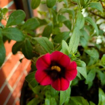 #PWの花の画像 by 黒ねこさん | 玄関とペチュニアカラブラコアとGSの繋がりに感謝♡とはなのある暮らしと赤い花と平和な日々を願いと#PWの花と黒にゃんこ隊