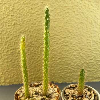 花サボテンの投稿画像一覧 Greensnap グリーンスナップ