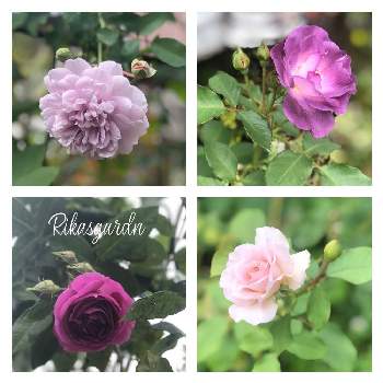 バラ ミステリューズの画像 by Rikasgardenさん | 小さな庭とブルーフォーユーとレイニーブルーとバラ ミステリューズとニューウェーブと花のある空間と薔薇愛同盟とおうち園芸とお庭の花たちと花のある暮らしとばら 薔薇 バラ