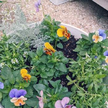 ビオラ ビビ アンティークの投稿画像一覧 Greensnap グリーンスナップ