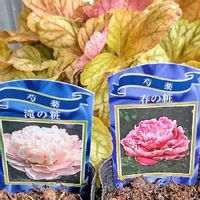 芍薬 シャクヤク の育て方 苗の植え方や植え替え時期は 肥料は必要 Greensnap グリーンスナップ 芍薬 シャクヤク の育て方 苗の植え方や植え替え時期は 肥料は必要 Greensnap グリーンスナップ