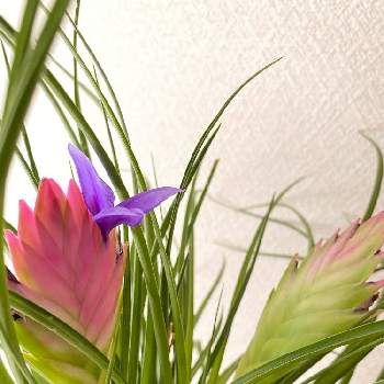 チランジア・キアネアの画像 by ゆりうすさん | 窓辺とチランジア・キアネアとチランジアとわれら17年組とGS映えとおうち園芸と植中毒と花いろいろと成長記録と君も花が好きなのかと元気に育ててますよと花のある暮らしとピンクが好き❤︎