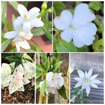 可愛いお花たち の投稿画像一覧 Greensnap グリーンスナップ