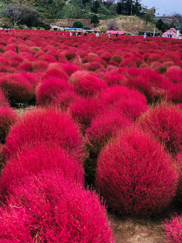 コキアの投稿画像 By めぐぞぉさん 紅葉 こうよう とiphone撮影とお出かけ先と東京ドイツ村と紅葉 こうよう とiphone撮影と東京ドイツ村 21月10月19日 Greensnap グリーンスナップ Greensnap グリーンスナップ