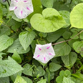 西洋朝顔 ミルキーウェイの投稿画像一覧 Greensnap グリーンスナップ