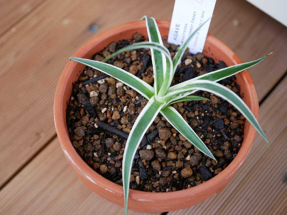 アガベとサボテンの覚え書｜🍀GreenSnap（グリーンスナップ）