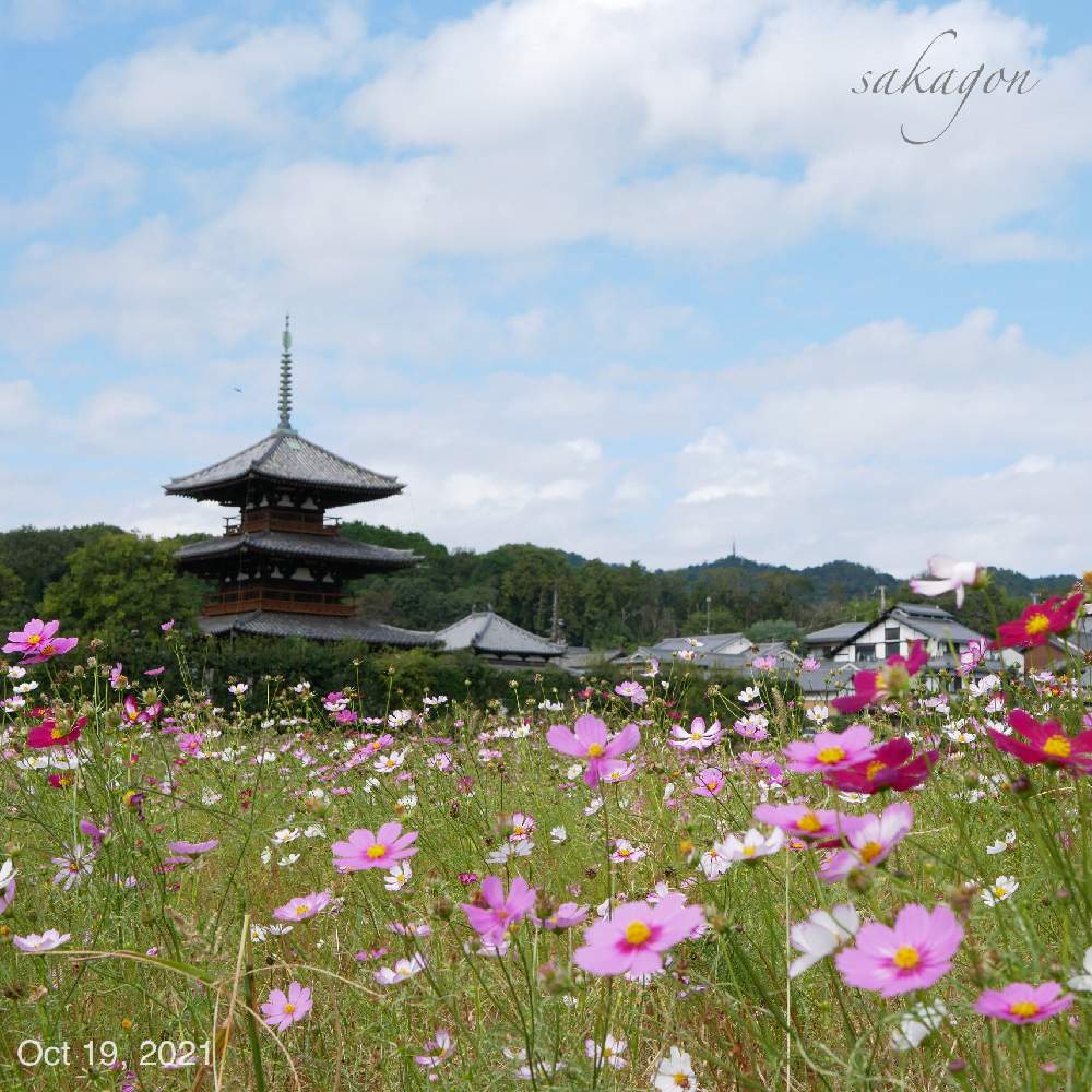 コスモスの投稿画像 By Sakagonさん 奈良県と法起寺卍と斑鳩町とお出かけ先と奈良県と法起寺卍と斑鳩町 21月10月19日 Greensnap グリーンスナップ Greensnap グリーンスナップ