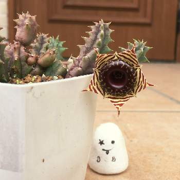 ガガイモの投稿画像一覧 Greensnap グリーンスナップ