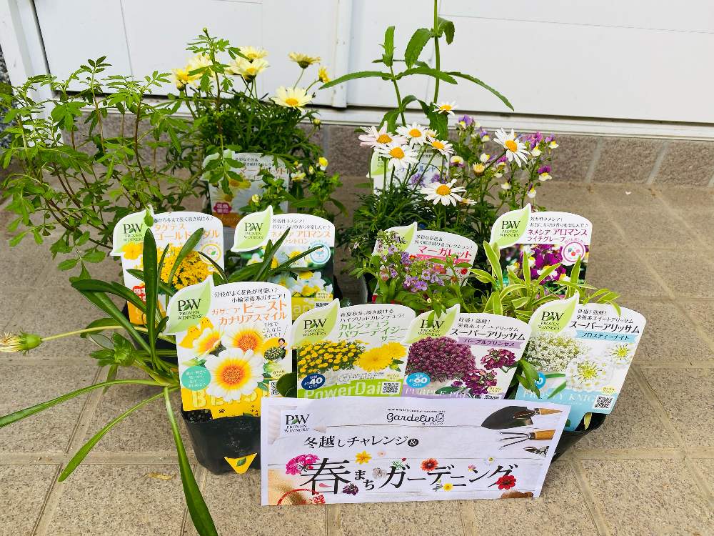 21冬越しチャレンジ 春まちガーデニング Greensnap グリーンスナップ