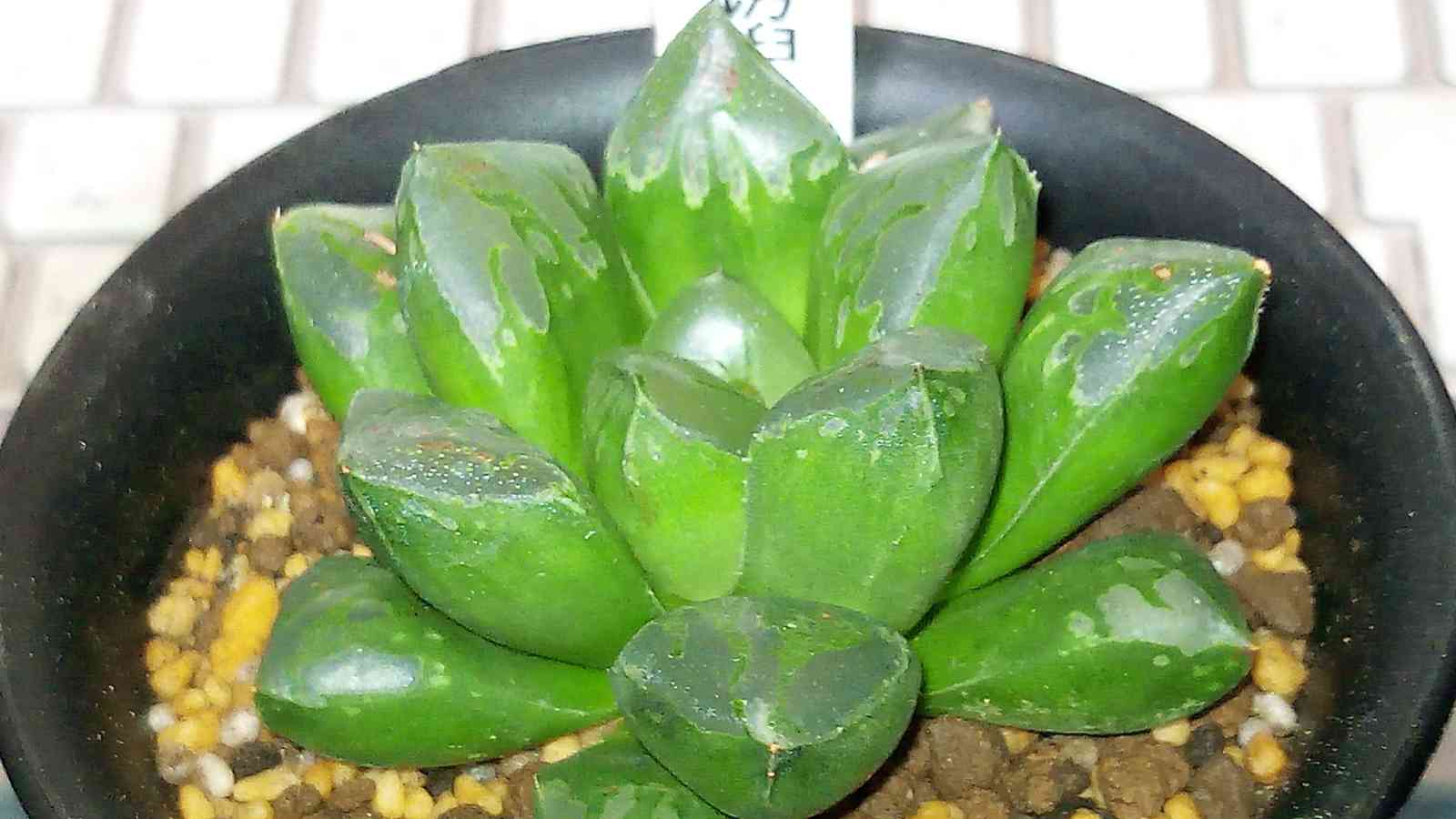 ハオルチアの種まき｜🍀GreenSnap（グリーンスナップ）