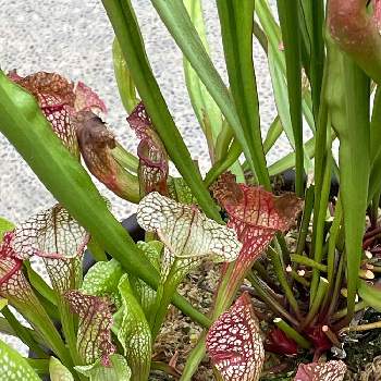 食虫植物・サラセニアの画像 by すなちゃんさん | お出かけ先と食虫植物・サラセニア