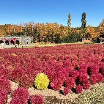 国営滝野すずらん丘陵公園の投稿画像一覧 Greensnap グリーンスナップ
