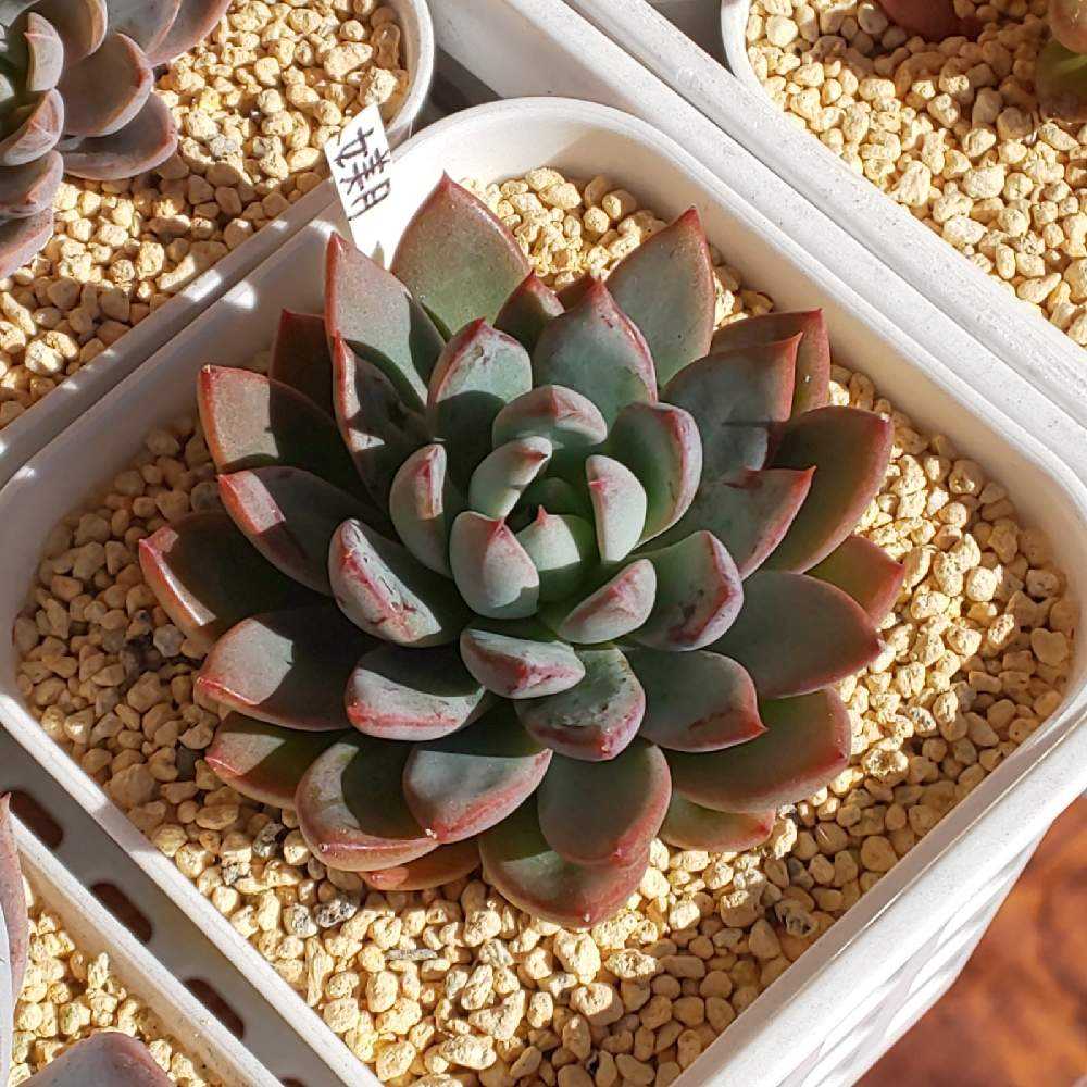 ❀372 女美月の生長記録 2022.05.19更新｜🍀GreenSnap（グリーンスナップ）