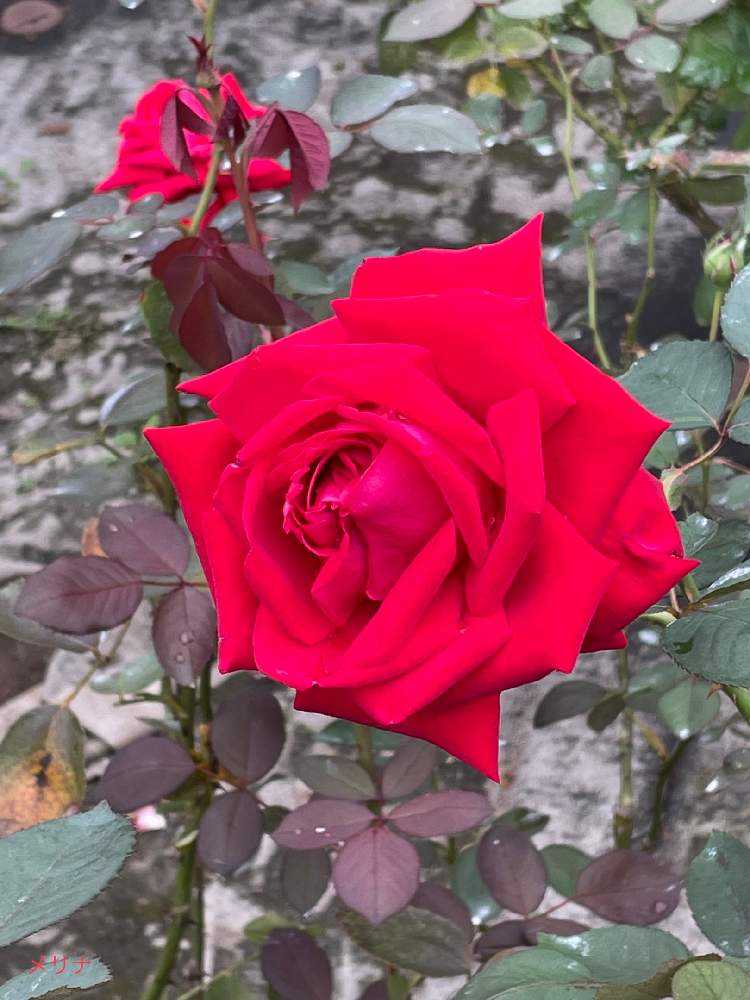 旧古河庭園の薔薇?を見てきました? 2021 10/19(火)｜?GreenSnap 