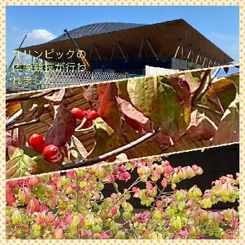 東京湾岸の画像 by スプーンおばさんさん | お出かけ先とアメリカハナミズキとオリンピック競技場と緑のある暮らしと東京湾岸と可愛いとウォーキング途中にと色移りする花