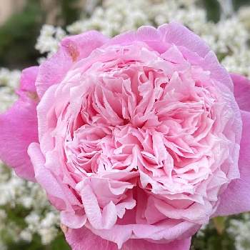 #PWの花の画像 by ちょこっちさん | 小さな庭とバラが好き♪とばら バラ 薔薇と絵本のばらとピンク好き♪とガーデニング♪と#PWの花とpwユーフォルビアダイアモンドスターと#私の推しのpw