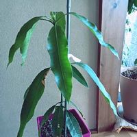 マンゴーの木の育て方 種から栽培できる 葉が枯れる理由は Greensnap グリーンスナップ