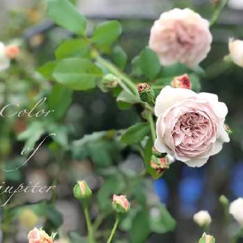 カラーオブジュピターの画像 by nyacoさん | バラと宿根草とばら バラ 薔薇と薔薇愛同盟と水曜ローズショーと薔薇に魅せられてとバラ　カラーオブジュピターとバラのある暮らしと庭作りとバラと夢CLUBとイングリッシュガーデンとイングリッシュガーデンに憧れてと2021 GSでバラ園とバラが好きとnyaco's 2nd garden rose✼¨*と薔薇♪とバラ・ミニバラとカラーオブジュピターとnyacoの第２ガーデンという名の畑とヤジマローゼス