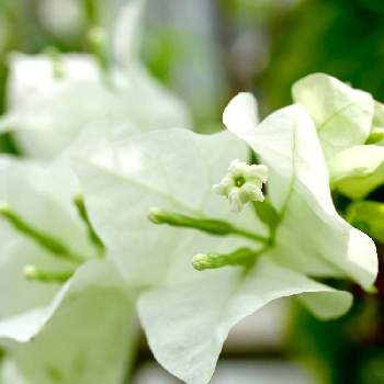 ブーゲンビリア 白の投稿画像一覧 Greensnap グリーンスナップ