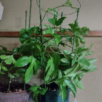 グリーンカーテンの投稿画像一覧 Greensnap グリーンスナップ