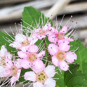 ご近所パトロールの画像 by わーちゃんさん | お出かけ先とシモツケ と可愛い小さい花と花が咲いたとピンクの可愛い花とご近所パトロールと苔好き