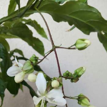 クラリンドウの花の投稿画像一覧 Greensnap グリーンスナップ