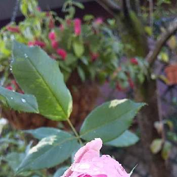 薔薇大好き♡の画像 by cookさん | 小さな庭と秋バラとばら バラ 薔薇と水曜ローズショーとコガネムシとの戦い❗️とおうち園芸と薔薇大好き♡と芝生の庭とヘルシューレン バラと挿し芽好き❤️と葉っぱlove♥