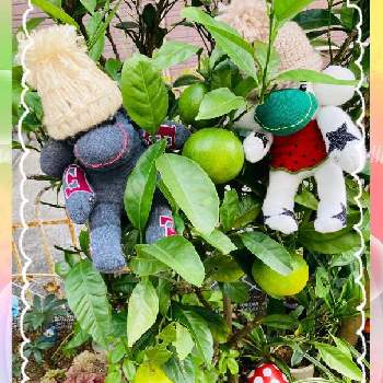 サニコさんのプチシリーズの画像 by グランさん | 小さな庭と植物のある暮らしと植物大好きとご安全にーとGSミニモニ。と果実とバラと夢CLUBとミカン科とヒメツルソバ♡とソクモン祭りと我が家の果実とGS植物うちなーぐち会とサニコさんのプチシリーズ