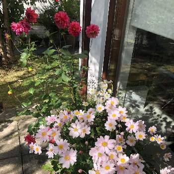  秋明菊の画像 by ニゲラ23さん | 小さな庭と我が家の庭と朝の庭と 秋明菊