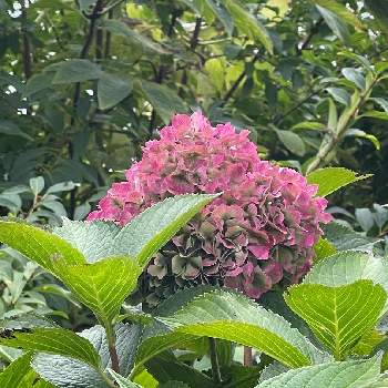 世界の庭園の投稿画像一覧 Greensnap グリーンスナップ