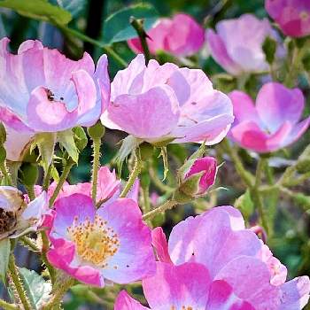 よく咲く元気な花の画像 by ✴︎Ｃｈｉｅ✴︎さん | ミニバラと淡桃色と薔薇バレリーナと一重咲きとイギリス原産とバラ科と四季咲微香とよく咲く元気な花とバラ・ミニバラと植物を愛でるとナチュラルガーデンと今日のお花とハイブリッドムスクとバラ 返り咲きとシュラブ系と美しい樹木と華やかと祈りを込めてとありがとう医療従事者の方々と平和の祈り