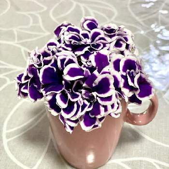 ペチュニア 花衣 藍染の投稿画像一覧 Greensnap グリーンスナップ