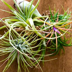 ダイソー,園芸店,エアープランツ/チランジア,キッチン窓辺, イオナンタの画像