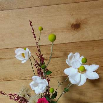  秋明菊の画像 by あななさん | 部屋と真っ赤なバラとクレマチスの果球♪とワインカラーに色づいたコキアと 秋明菊と切り花と白い磁器の一輪挿し