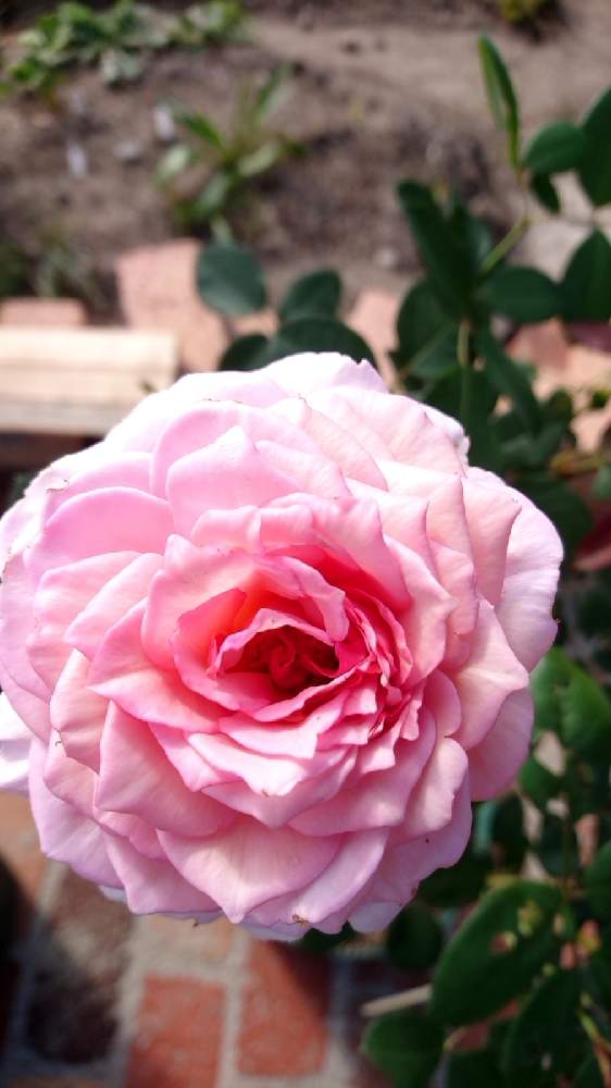 広い庭の画像 by ひろゆきさん | 広い庭とジェームス・ギャルウェイとばら バラ 薔薇とおうち園芸と庭のばらとばら 薔薇 バラとバラ薔薇ばらら～❤️とばらの香り