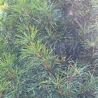 コウヤマキ 高野槙 の育て方 植え付け時期は 剪定や挿し木の方法は Greensnap グリーンスナップ コウヤマキ 高野槙 の育て方 植え付け時期は 剪定や挿し木の方法は Greensnap グリーンスナップ