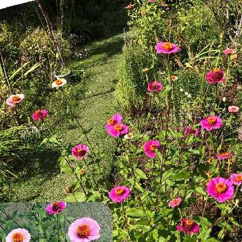 赤とピンクの画像 by ちゃこさん | 広い庭と百日草と地植えと不思議なお花と赤とピンク